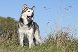 ALASKAN MALAMUTE 159